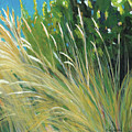Beach Grass 1